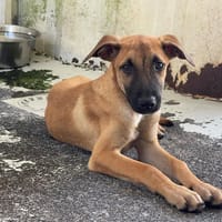 EMILIA, chienne à adopter