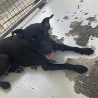 LIMBA, chienne à adopter