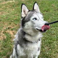 LASKA, chienne à adopter