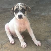 DOUNETTE, chienne à adopter