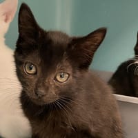 BELOTEUR (Réservé), chat à adopter