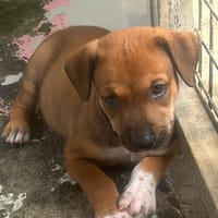 DODO, chien à adopter