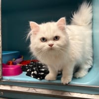 PERLIE, chatte à adopter