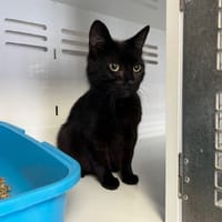 DIANA, chatte à adopter