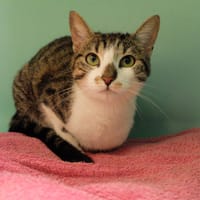 OSIRIS PAB27594, chatte à adopter