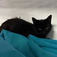 BELLA, chatte à adopter