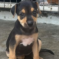 DINETTE, chienne à adopter