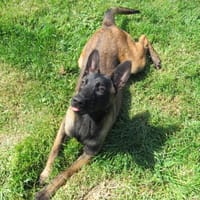 UGO PAA22926, chien à adopter