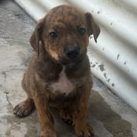 DEDETTE, chienne à adopter