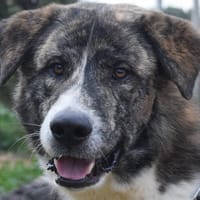 BOOBA, chien à adopter
