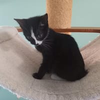 AMOK, chat à adopter