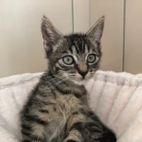 PISTOU, chat à adopter