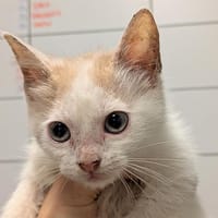 KRISHNA, chatte à adopter