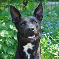 MIRZA, chienne à adopter