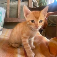 TSUKI, chat à adopter