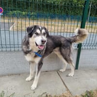 BALTO, chien à adopter