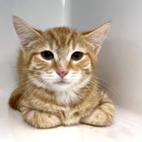 NEILA, chatte à adopter