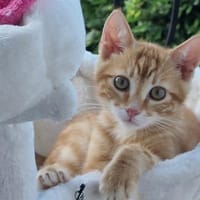Abricot, chat à adopter