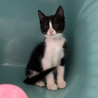 ARNICA, chatte à adopter
