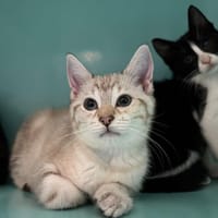 CAMOMILLE, chatte à adopter