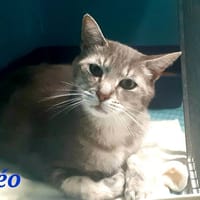 Leo, chat à adopter