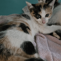 BANZAÏ, chatte à adopter
