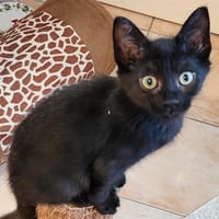 AZANA, chatte à adopter
