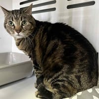 FIFILLE, chatte à adopter