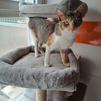 SNOWBELL, chatte à adopter