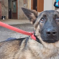 volt, chien à adopter
