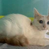 IKO, chat à adopter