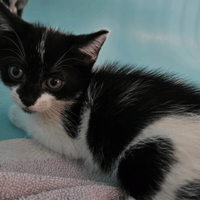ED, chat à adopter