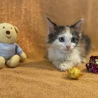 SIERRA, chatte à adopter