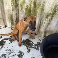 ELODIE, chienne à adopter