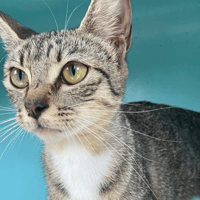 RACHEL, chatte à adopter