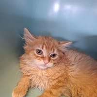 TITOF, chat à adopter