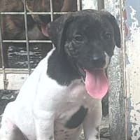 DUDU, chien à adopter