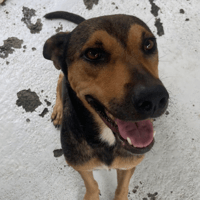 DAVINA, chienne à adopter