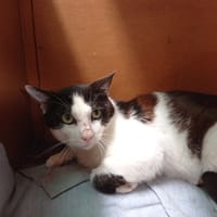 QUARTZ, chat à adopter