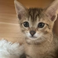 RAISIN (Shira) QCT, chatte à adopter