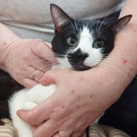 TENEBRIO, chat à adopter