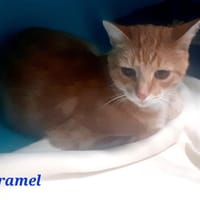 Caramel, chat à adopter