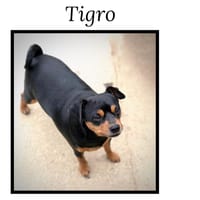 TIGRO( réservé), chien à adopter