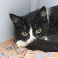 Pimprenelle, chatte à adopter