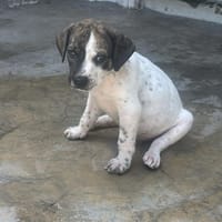DOUDOU, chien à adopter