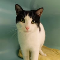 IPPON PAB27599, chat à adopter