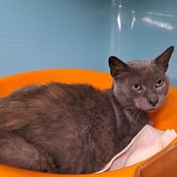 EUREKA, chat à adopter