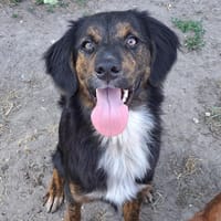ALBI, chien à adopter