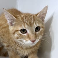 TAMARA, chatte à adopter