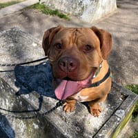 TORO, chien à adopter
